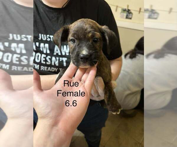 Medium Photo #4 Australian Shepherd-Boxer Mix Puppy For Sale in Aurora, IN, USA