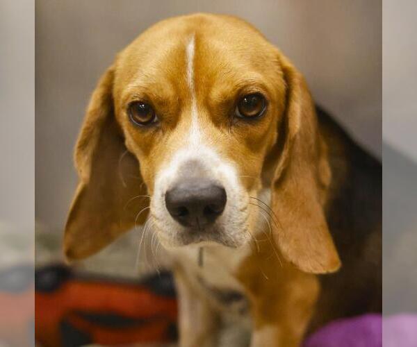 Medium Photo #2 Beagle-Unknown Mix Puppy For Sale in San Antonio, TX, USA