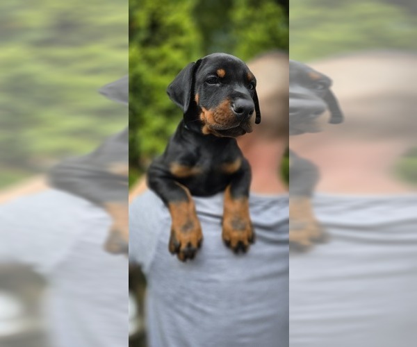 Medium Photo #3 Doberman Pinscher Puppy For Sale in WHEELING, IL, USA