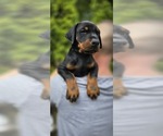 Small Photo #13 Doberman Pinscher Puppy For Sale in WHEELING, IL, USA