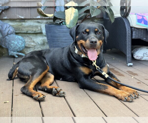 Medium Photo #1 Rottweiler Puppy For Sale in Hillsboro, NH, USA