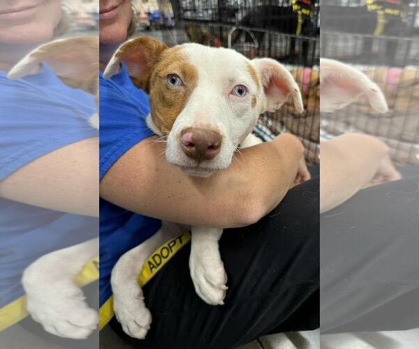 Medium Photo #2 Mutt Puppy For Sale in Lee's Summit, MO, USA