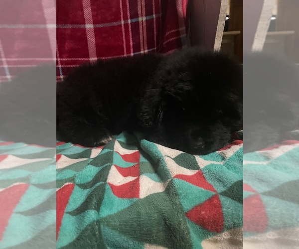 Medium Photo #2 Newfoundland Puppy For Sale in AURORA, IN, USA