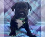 Small #2 Labrador Retriever Mix