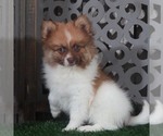 Small #2 Pomeranian