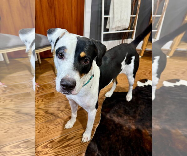 Medium Photo #5 Mutt Puppy For Sale in Germantown, OH, USA