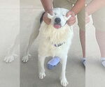 Small #8 Great Pyrenees
