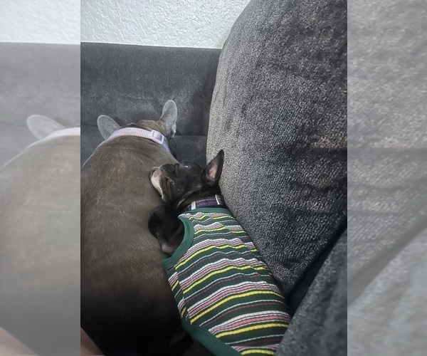 Medium Photo #9 French Bulldog Puppy For Sale in MANTECA, CA, USA