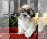 Small #1 Shih Tzu