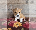 Small #6 Pembroke Welsh Corgi