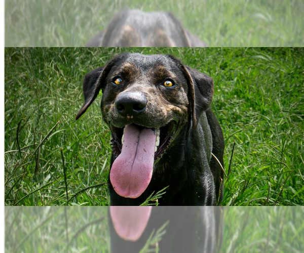 Medium Photo #4 Mutt Puppy For Sale in Abbeville, LA, USA