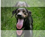 Small #3 Mutt