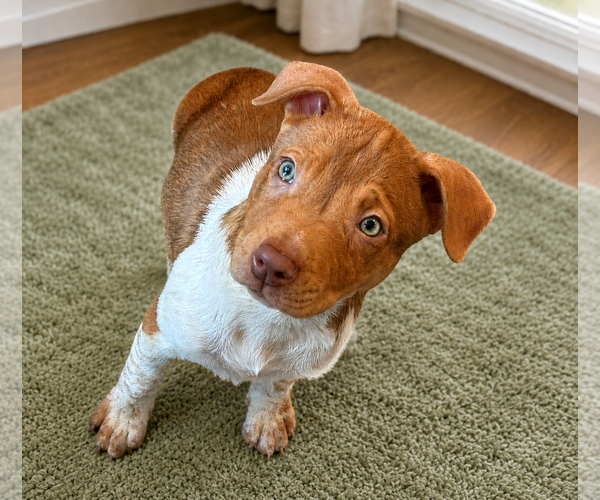 Medium Photo #1 American Pit Bull Terrier-Unknown Mix Puppy For Sale in Phoenix, AZ, USA