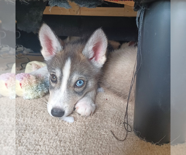 Medium Photo #4 Gerberian Shepsky Puppy For Sale in EDMORE, MI, USA
