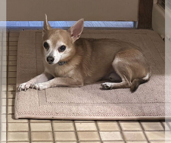 Medium Photo #3 Chihuahua Puppy For Sale in St. Louis Park, MN, USA