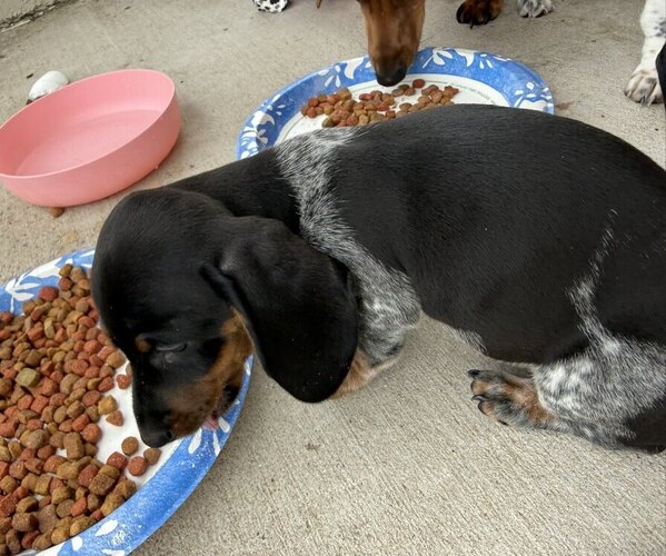 Medium Photo #3 Dachshund Puppy For Sale in AUSTIN, TX, USA