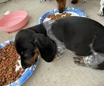 Small #2 Dachshund
