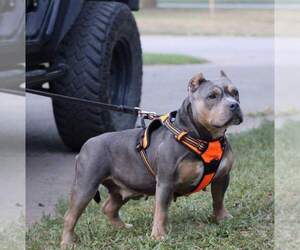 Mother of the American Bully puppies born on 07/10/2019