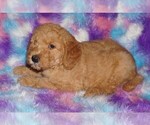 Small #2 Miniature Labradoodle