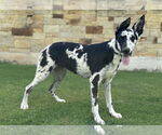 Small #2 German Shepherd Dog-Great Dane Mix