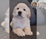 Puppy Peach girl Golden Retriever