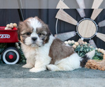 Small #1 Shih Tzu