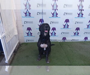 Rottweiler-Unknown Mix Dogs for adoption in Orlando, FL, USA