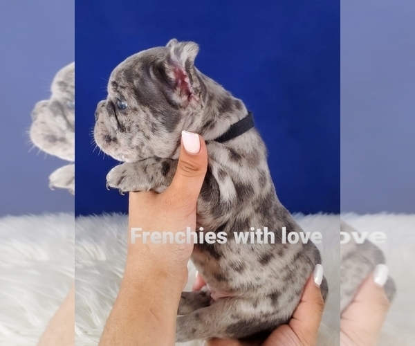 Medium Photo #9 French Bulldog Puppy For Sale in PORT READING, NJ, USA