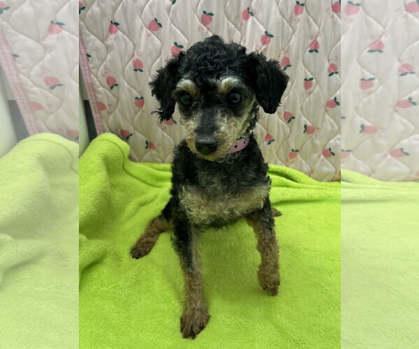 Medium Photo #8 Poodle (Miniature) Puppy For Sale in Pacolet, SC, USA