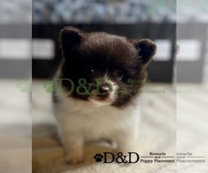 Pomeranian Puppy for sale in RIPLEY, MS, USA