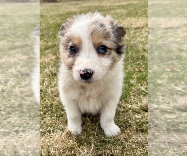 Medium Photo #4 Miniature Australian Shepherd Puppy For Sale in FAIR HAVEN, MI, USA