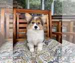 Bambi - Female Pembroke Welsh Corgi Puppy for Sale - Photo #2