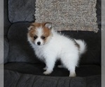 Small #1 Pomeranian