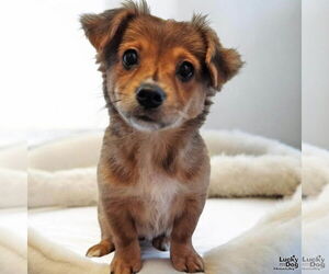 Chihuahua Mix Dog for Adoption in Washington, District of Columbia USA