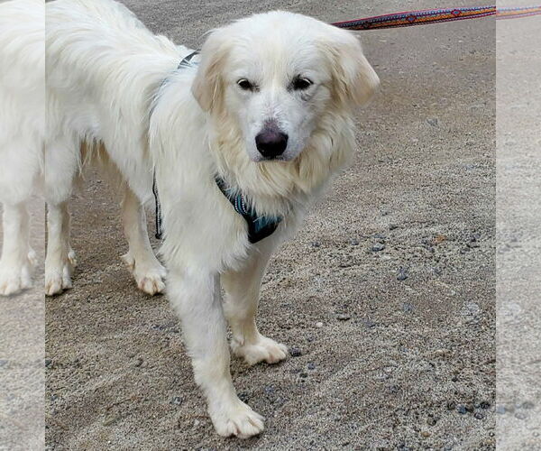 Medium Photo #7 Great Pyrenees-Unknown Mix Puppy For Sale in Croydon, NH, USA