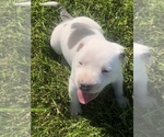 Small Photo #4 American Pit Bull Terrier-Bullypit Mix Puppy For Sale in WORTHINGTON, MN, USA