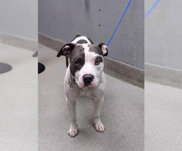 Medium Photo #1 American Pit Bull Terrier-Unknown Mix Puppy For Sale in Las Vegas, NV, USA