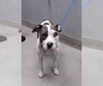 Small American Pit Bull Terrier Mix