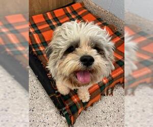 Shih Tzu Dogs for adoption in Brighton, CO, USA