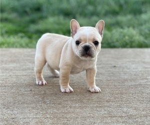 French Bulldog Puppy for Sale in OAK GROVE, Kentucky USA