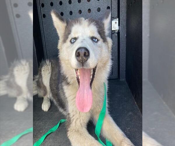 Medium Photo #1 Siberian Husky Puppy For Sale in Camarillo, CA, USA