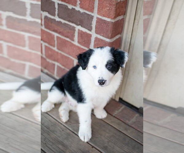 Medium Photo #3 Border Collie-Unknown Mix Puppy For Sale in Germantown, OH, USA