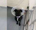 Small Australian Shepherd Mix
