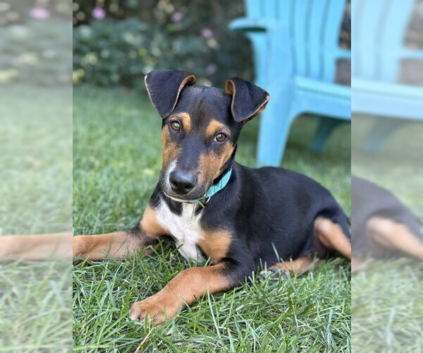 Medium Photo #4 Mutt Puppy For Sale in Sandy, UT, USA