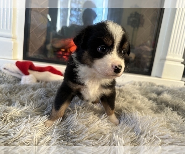 Medium Photo #8 Miniature Australian Shepherd Puppy For Sale in QUINCY, CA, USA