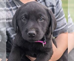 Labrador Retriever Puppy for sale in ARLINGTON, KS, USA