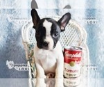 Small Photo #1 French Bulldog Puppy For Sale in SANGER, TX, USA