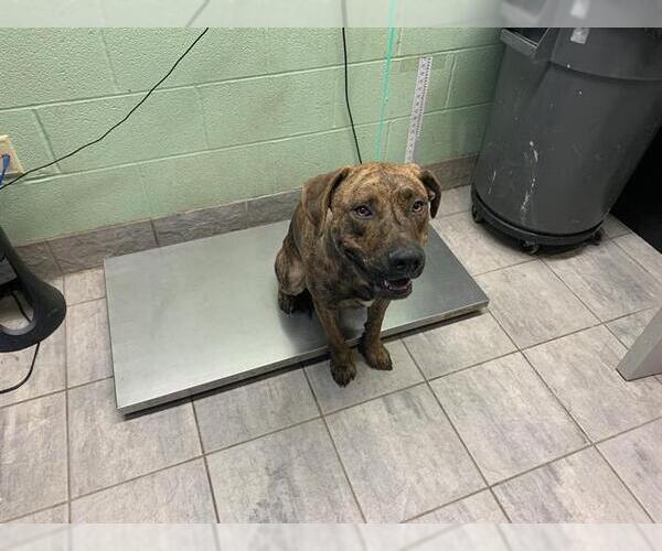 Medium Photo #1 Plott Hound-Unknown Mix Puppy For Sale in Grand Prairie, TX, USA