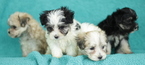 Small Photo #2 Maltese-Poodle (Toy) Mix Puppy For Sale in GAP, PA, USA