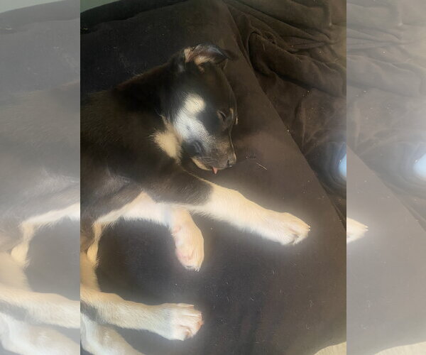 Medium Photo #4 Labrador Retriever-Unknown Mix Puppy For Sale in The Woodlands, TX, USA